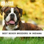 Boxer Breeders in Indiana