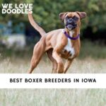 Boxer Breeders in Iowa