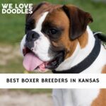 Boxer Breeders in Kansas