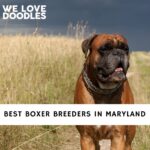 Boxer Breeders in Maryland