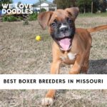 Boxer Breeders in Missouri