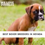 Boxer Breeders in Nevada