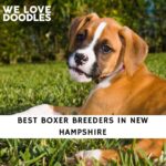Boxer Breeders in New Hampshire