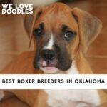 Boxer Breeders in Oklahoma