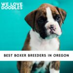 Boxer Breeders in Oregon