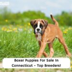 Boxer-Puppies-For-Sale-In-Connecticut-Top-Breeders-template