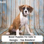 Boxer-Puppies-For-Sale-In-Georgia-Top-Breeders-template