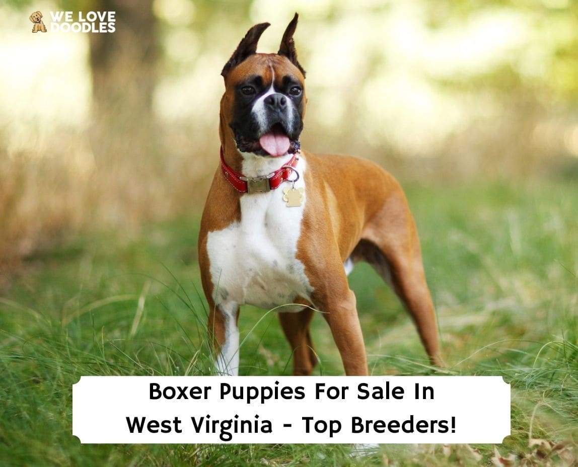 Virginia store boxer breeders