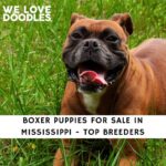 Boxer Puppies For Sale in Mississippi