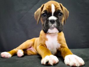 Boxer Puppies in Las Vegas For Sale: Top 6 Breeders! (2024) - We Love ...