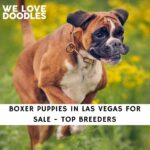 Boxer Puppies in Las Vegas For Sale