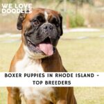 Boxer Puppies in Rhode Island