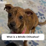 Brindle Chihuahua