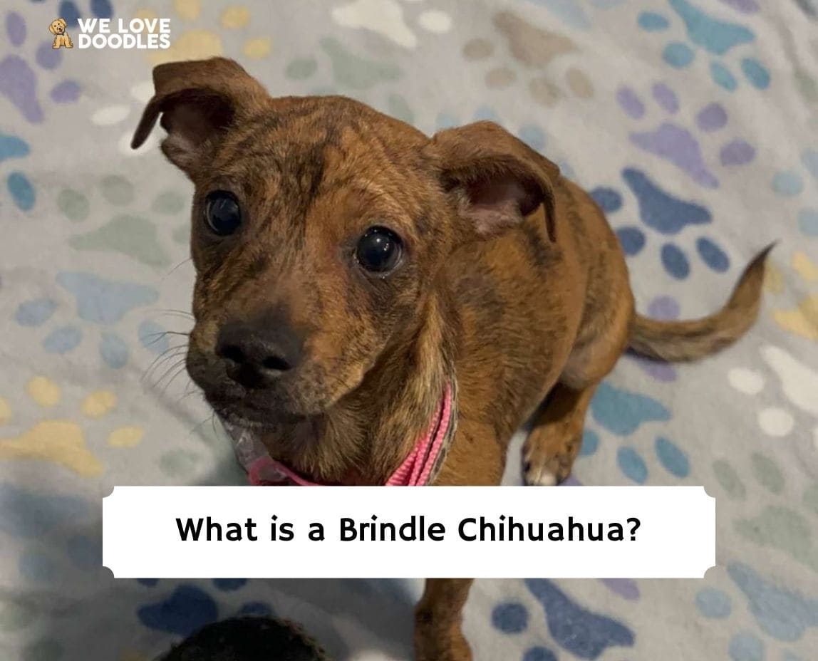 can any dog be brindle