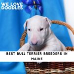 Bull Terrier Breeders in Maine
