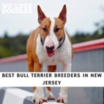 Bull Terrier Breeders in New Jersey