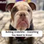 Bulldog Underbite picture
