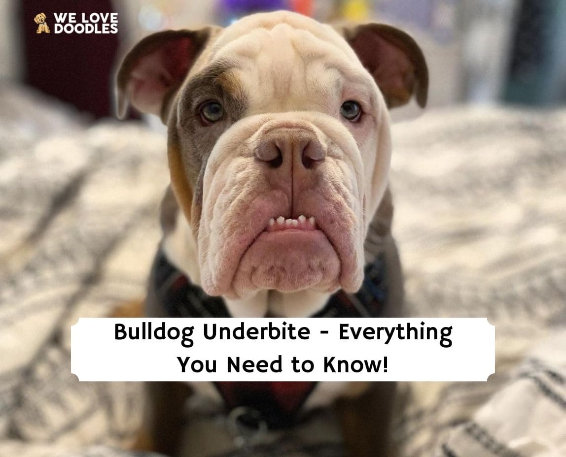 why do bulldogs have an underbite