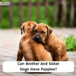 Can-Brother-And-Sister-Dogs-Have-Puppies-template