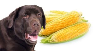 is corn flour good for dogs