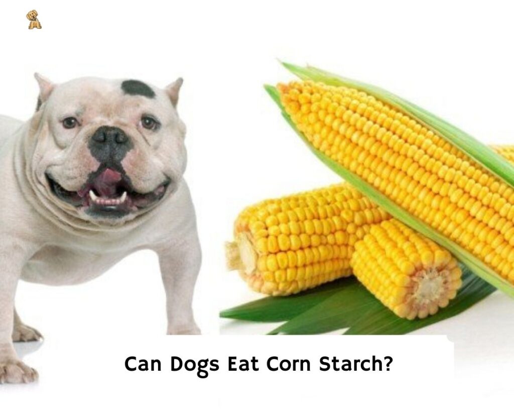 are dogs allowed to eat corn