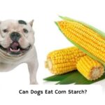 Can-Dogs-Eat-Corn-Starch-template