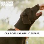 Can Dogs Eat Garlic Bread