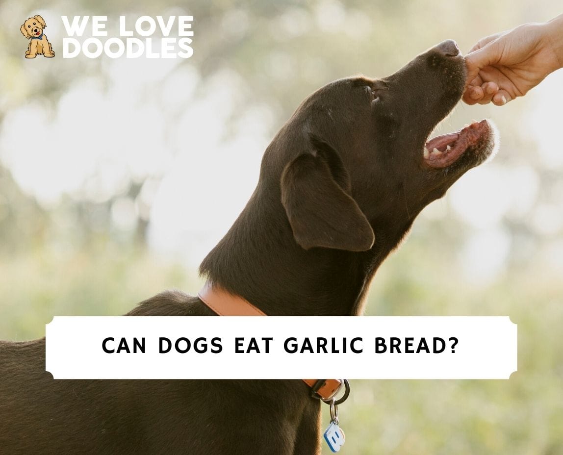 can dog have garlic bread