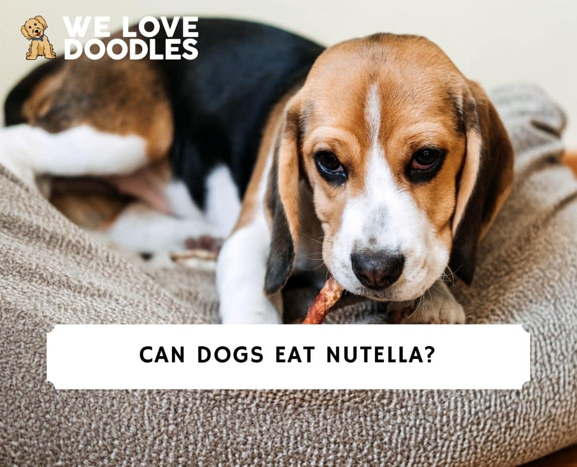 can dogs eat nutella