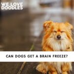 Can Dogs Get a Brain Freeze