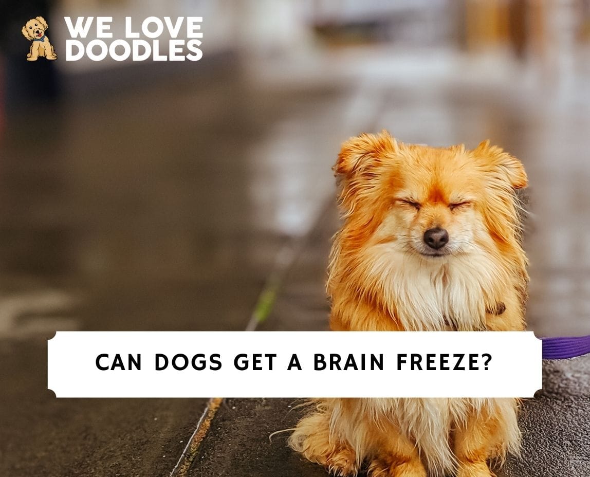 can dogs get brain freeze from eating ice