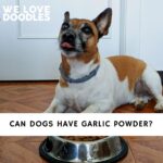 Can Dogs Have Garlic Powder