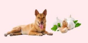 is garlic seasoning bad for dogs