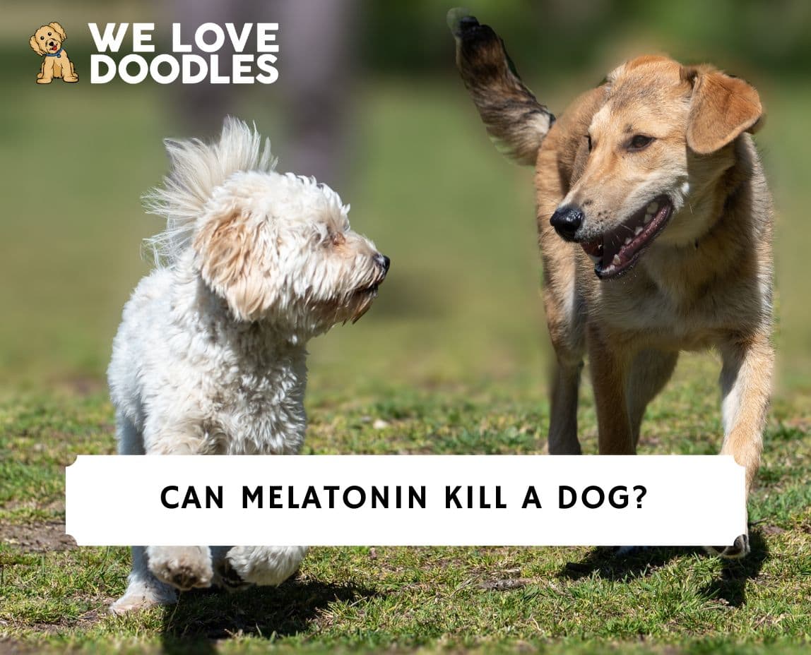 will melatonin help my dog sleep