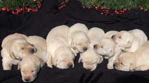 Carpenter Family Labs