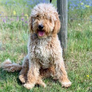 Cause of Our Joy Goldendoodles -GoldDoodBW
