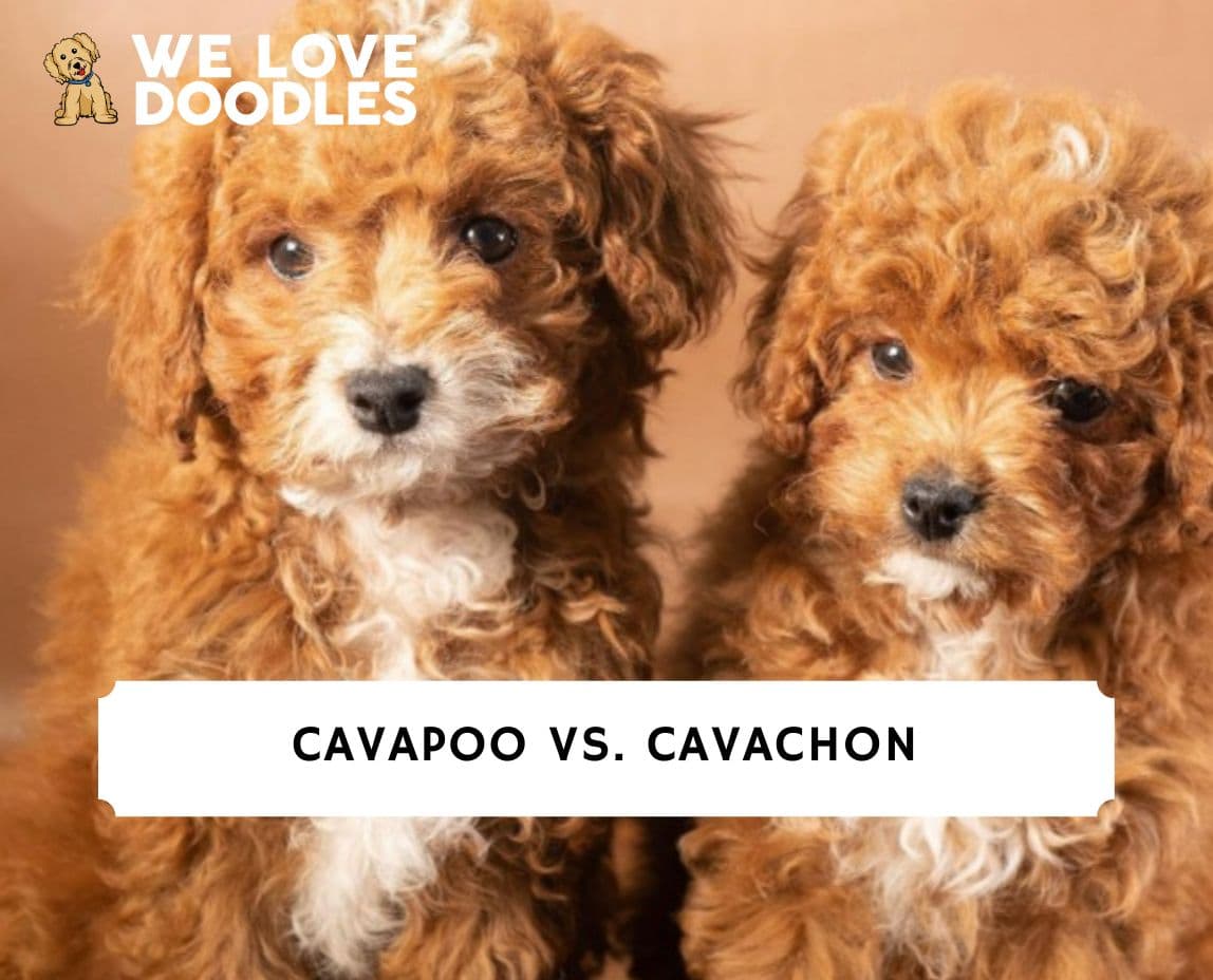 Cavapoo store v cavachon