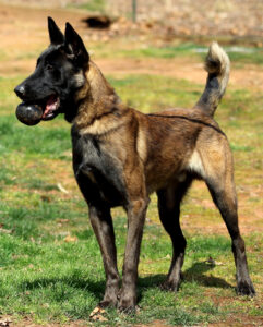 Chien Policier