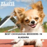Chihuahua Breeders in Alabama