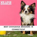 Chihuahua Breeders in Connecticut