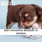Chihuahua Breeders in Georgia