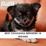 Chihuahua Breeders in Indiana