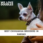 Chihuahua Breeders in Kansas