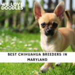 Chihuahua Breeders in Maryland