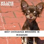 Chihuahua Breeders in Missouri