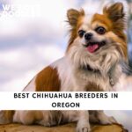 Chihuahua Breeders in Oregon