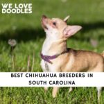 Chihuahua Breeders in South Carolina