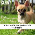 Chihuahua Breeders in Tennessee