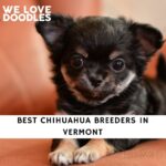 Chihuahua Breeders in Vermont