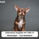 Chihuahua-Puppies-For-Sale-In-Mississippi-Top-Breeders-template